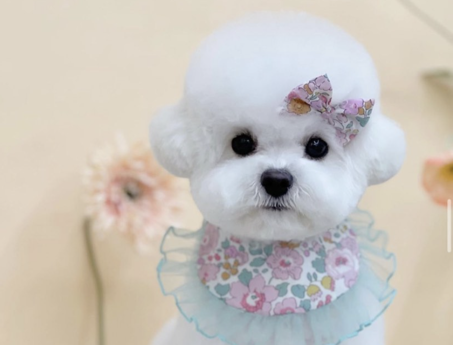 Mini Bichon “Sera” from DDPET💕