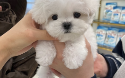 MINI BICHON “DongBaek” 😍