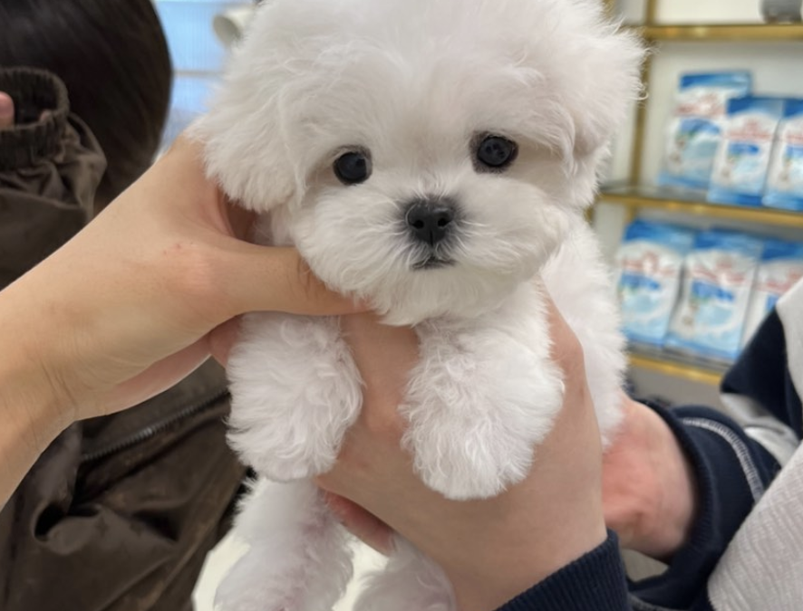 MINI BICHON “DongBaek” 😍