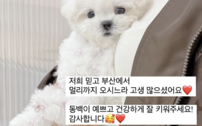 MINI BICHON “DONG BAEK” 😍