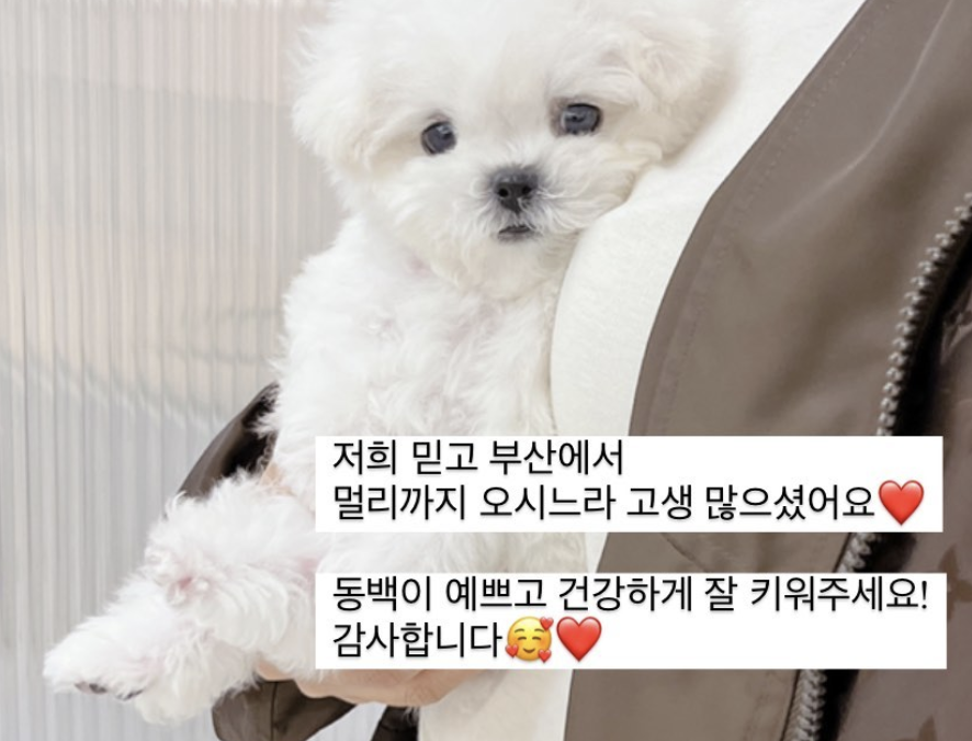 MINI BICHON “DONG BAEK” 😍