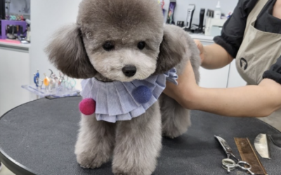 Teacup Silver Poodle “Boby” from DDPET💕