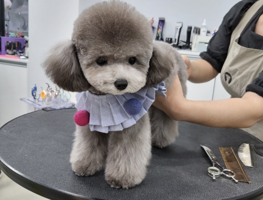 Teacup Silver Poodle “Boby” from DDPET💕